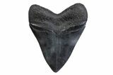 Fossil Megalodon Tooth - South Carolina #371820-1